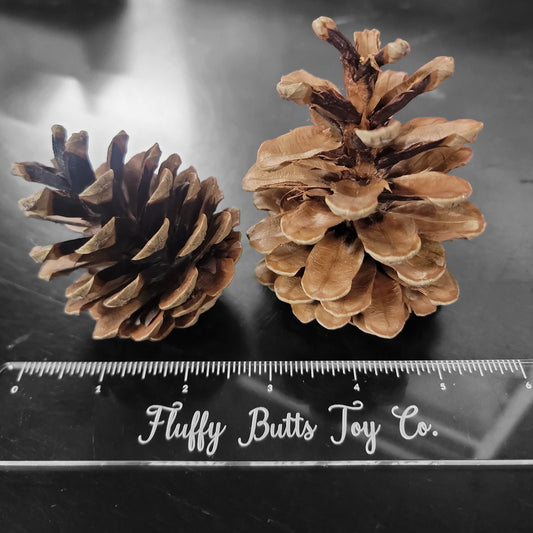 Medium Pine Cones - 10 Pack